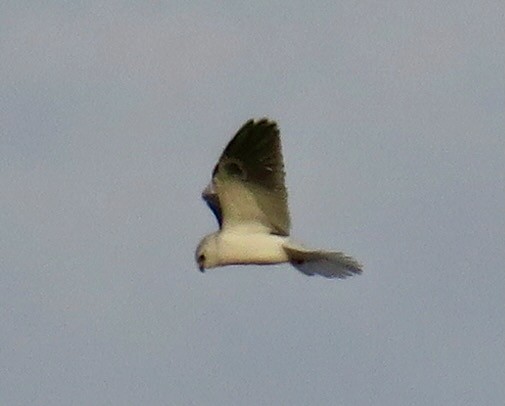 White-tailed Kite - ML521196531