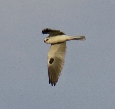 White-tailed Kite - ML521196541