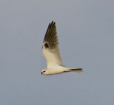 White-tailed Kite - ML521196551