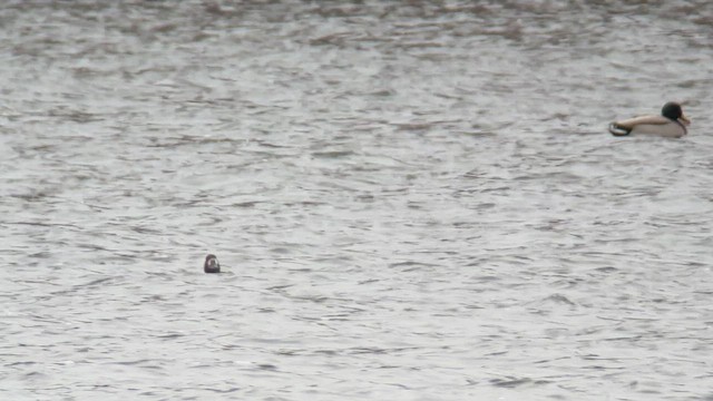 Greater/Lesser Scaup - ML521197221