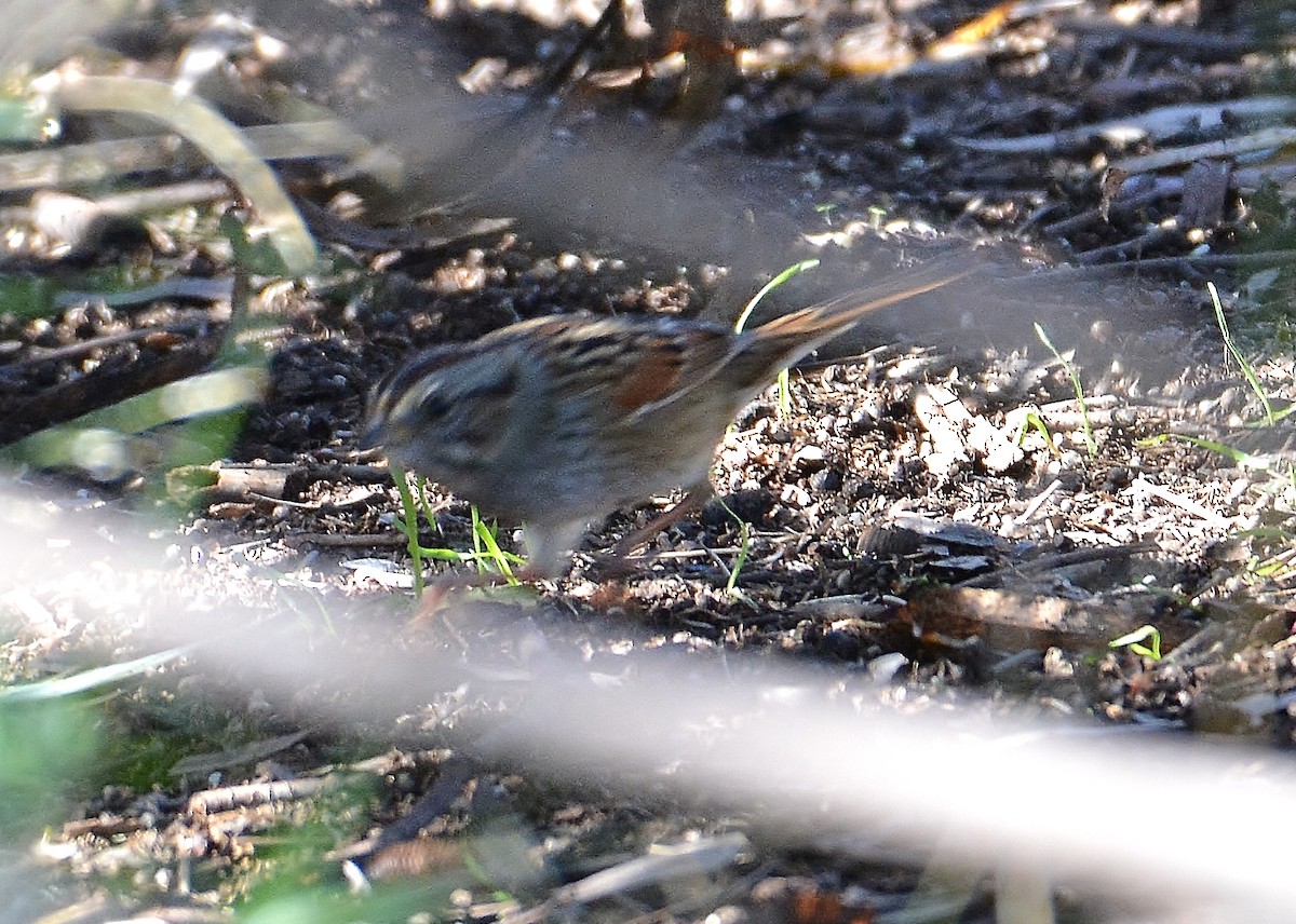 Swamp Sparrow - a   v n