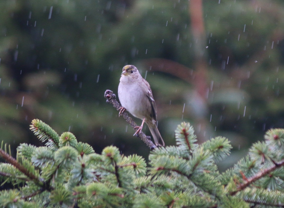 Golden-crowned Sparrow - Andrew S. Aldrich