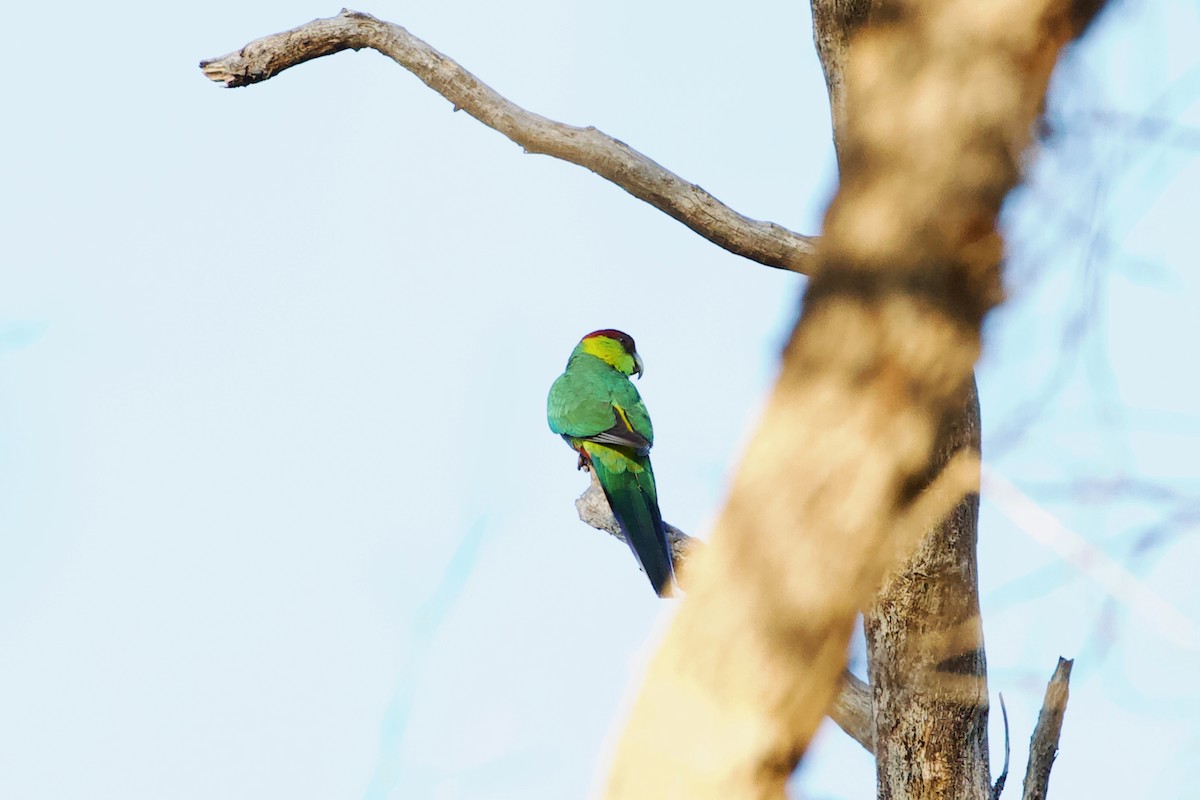 Red-capped Parrot - ML521203571