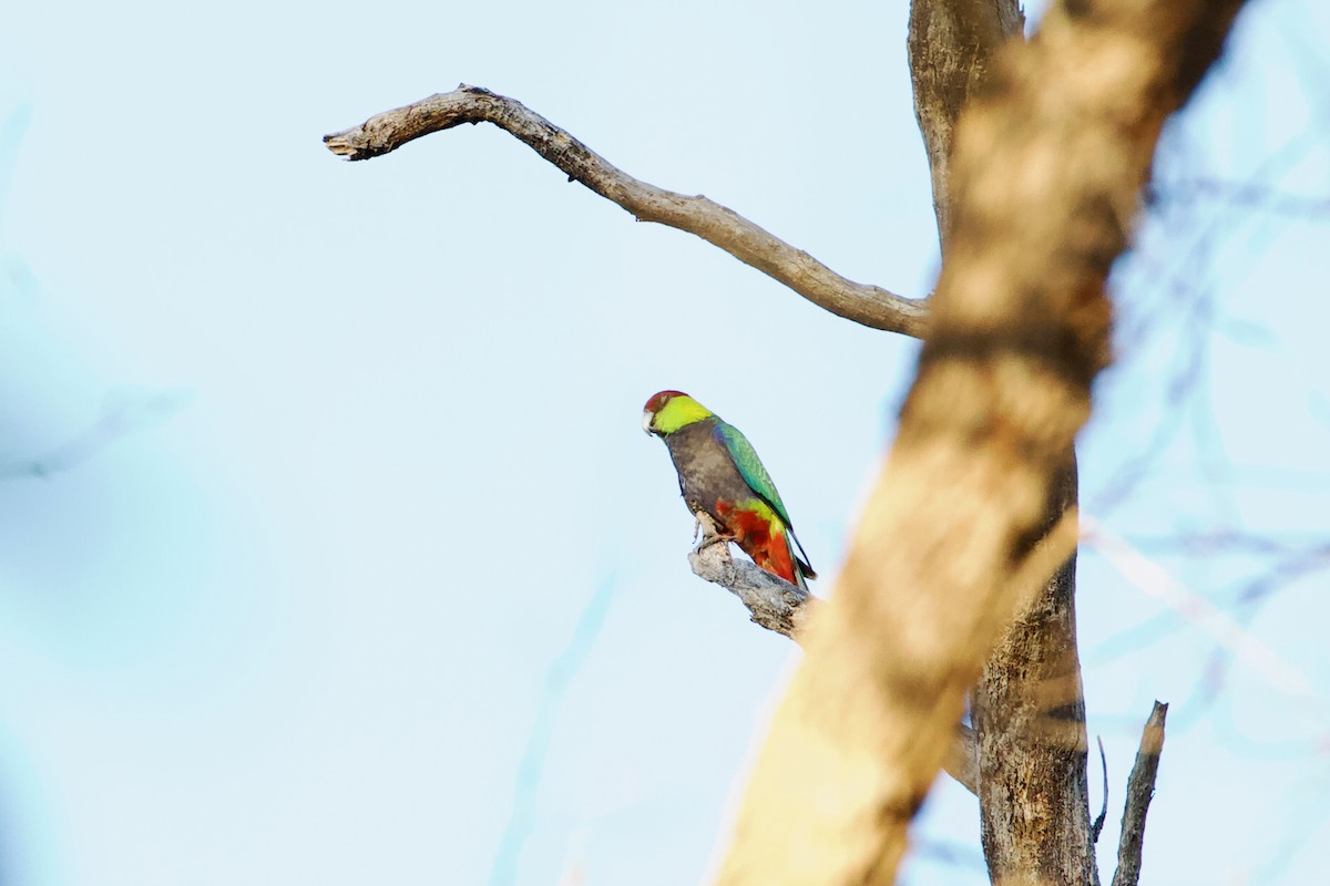 Red-capped Parrot - ML521203581