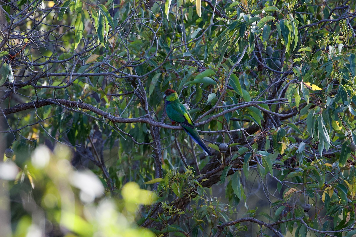 Red-capped Parrot - ML521203591