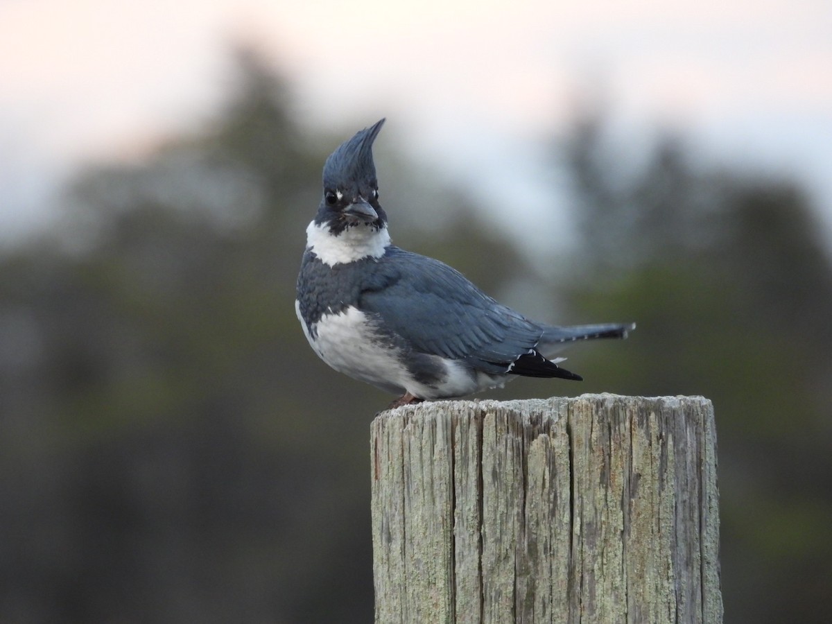 Belted Kingfisher - ML521203971