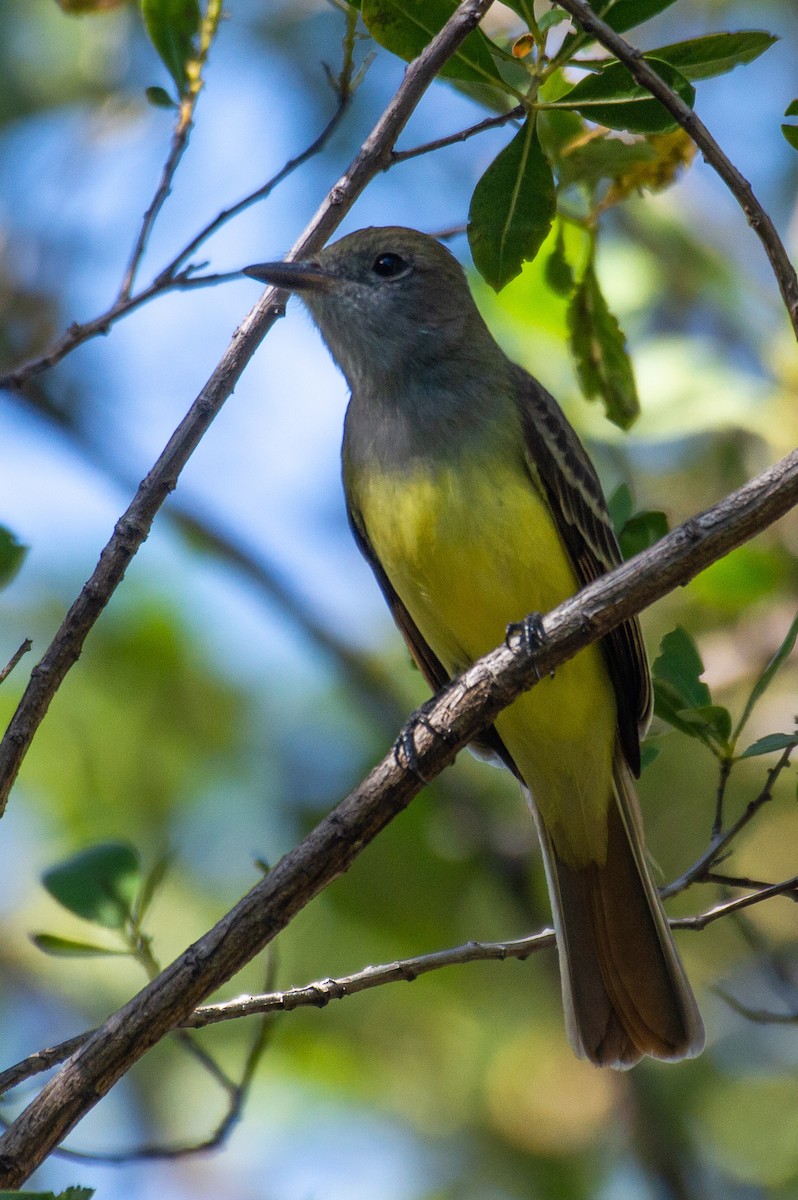 Great Crested Flycatcher - ML521215851