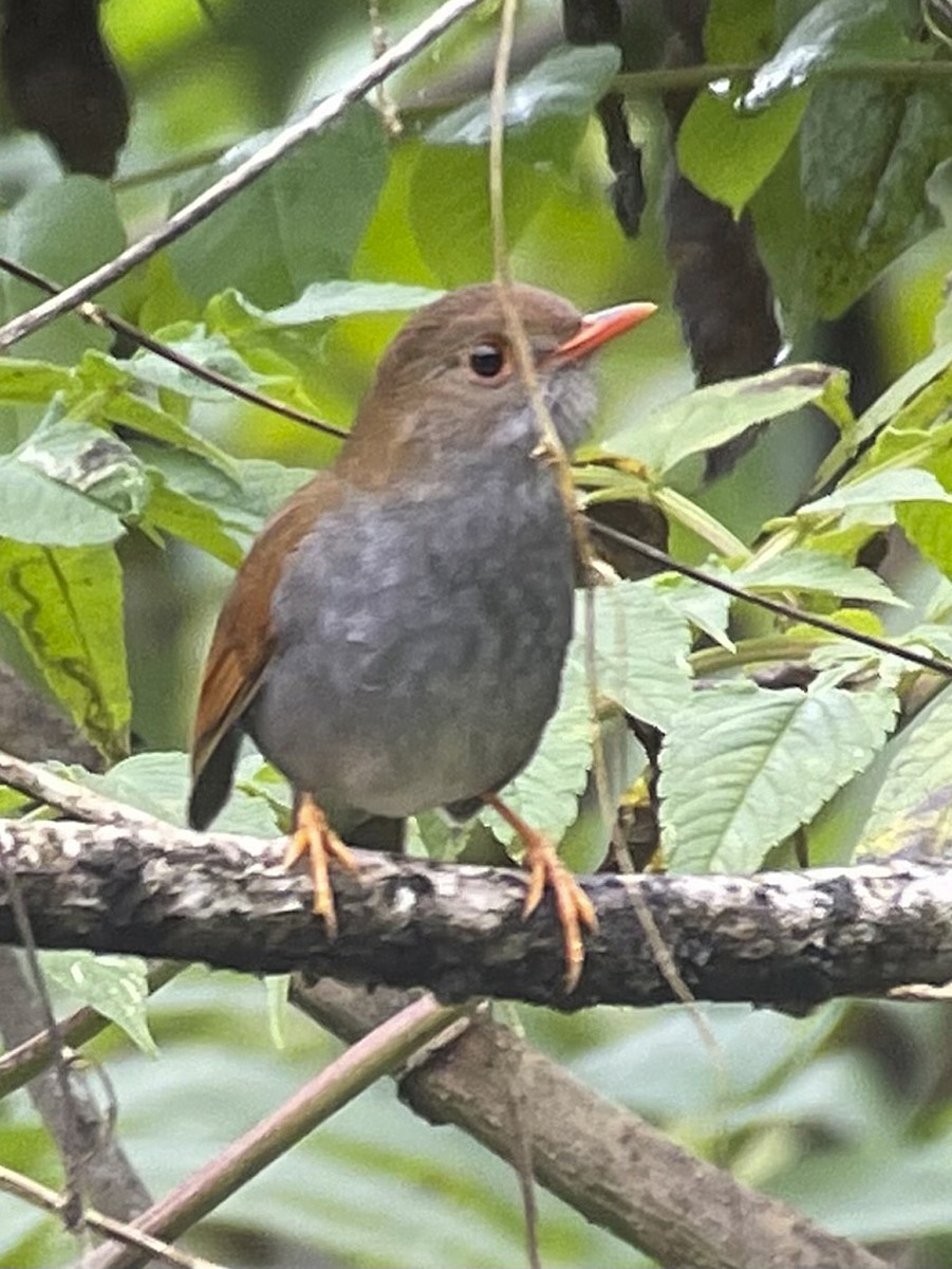 Orange-billed Nightingale-Thrush (Brown-headed) - ML521220251
