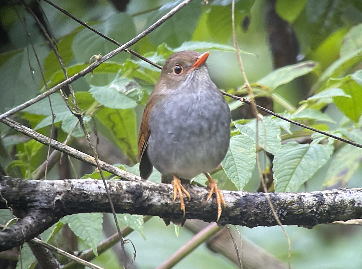 Orange-billed Nightingale-Thrush (Brown-headed) - ML521220321