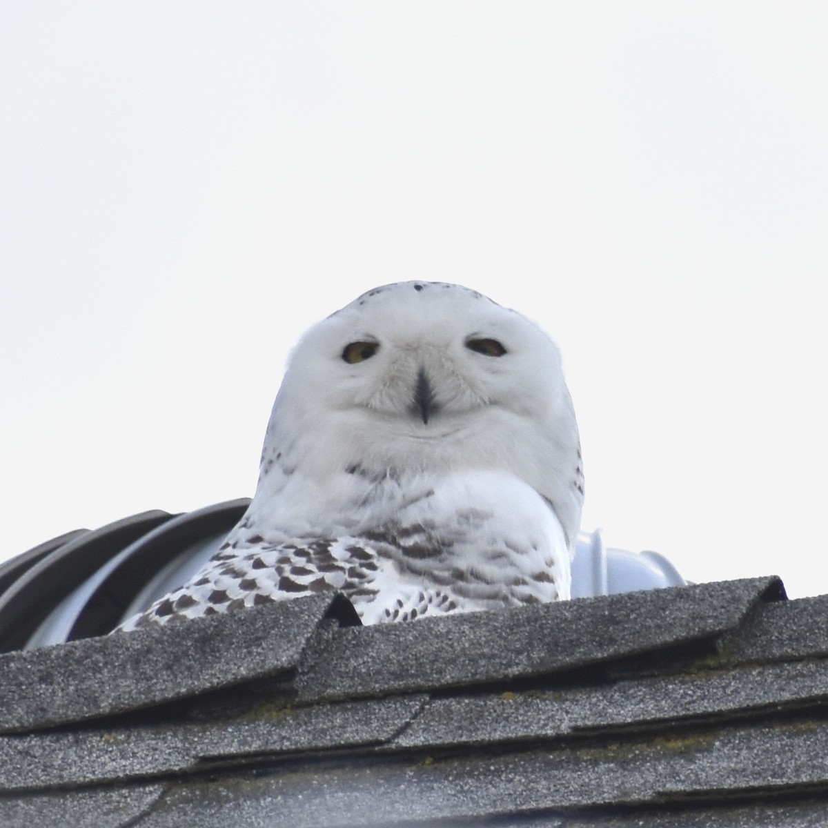 Snowy Owl - ML521227611