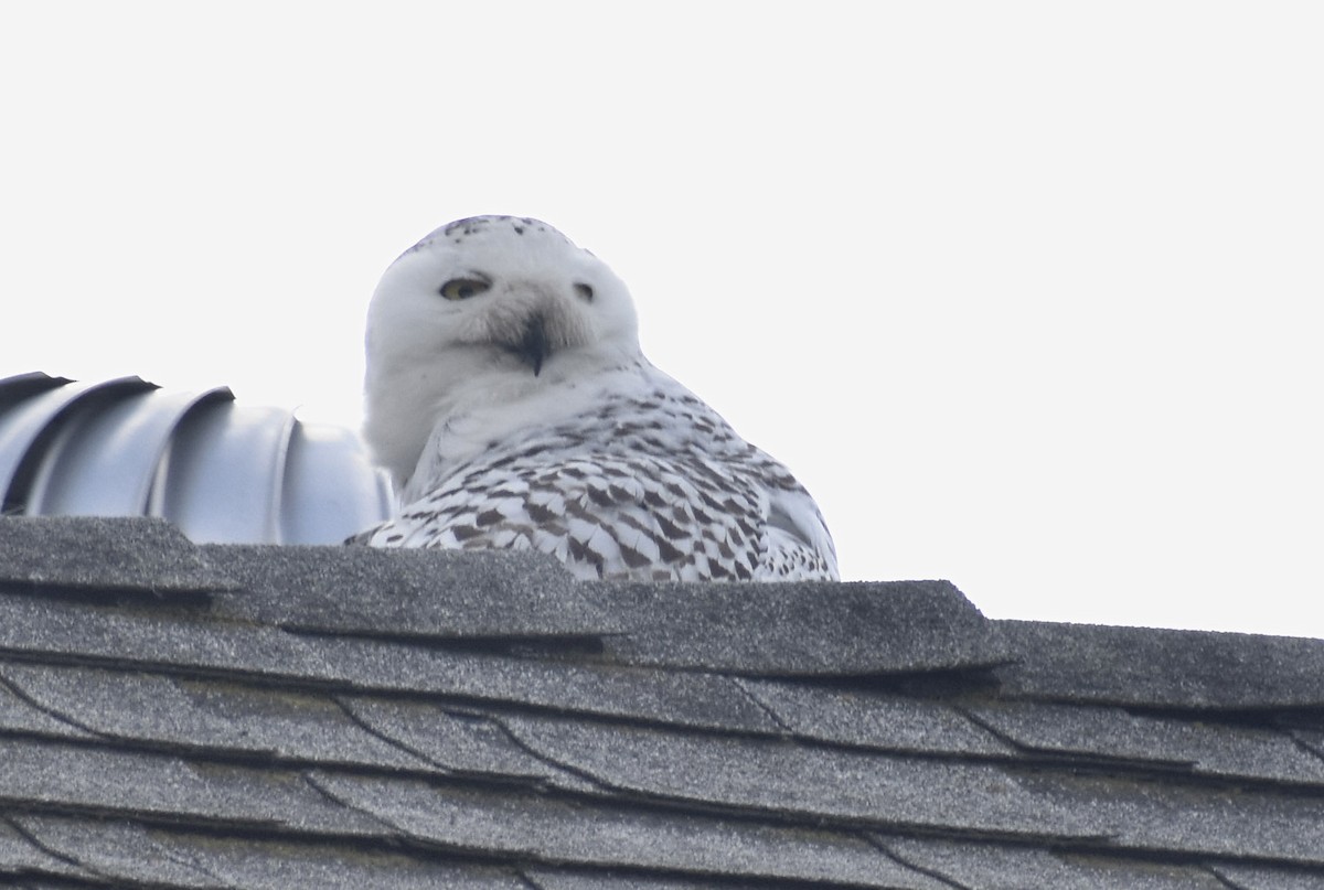 Snowy Owl - ML521227661