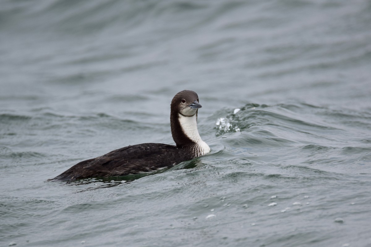 Pacific Loon - Perry Doggrell