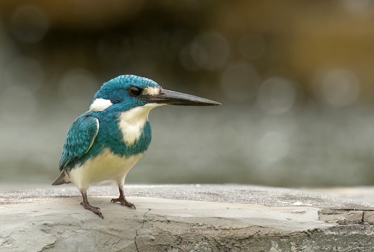 Small Blue Kingfisher - ML521229531