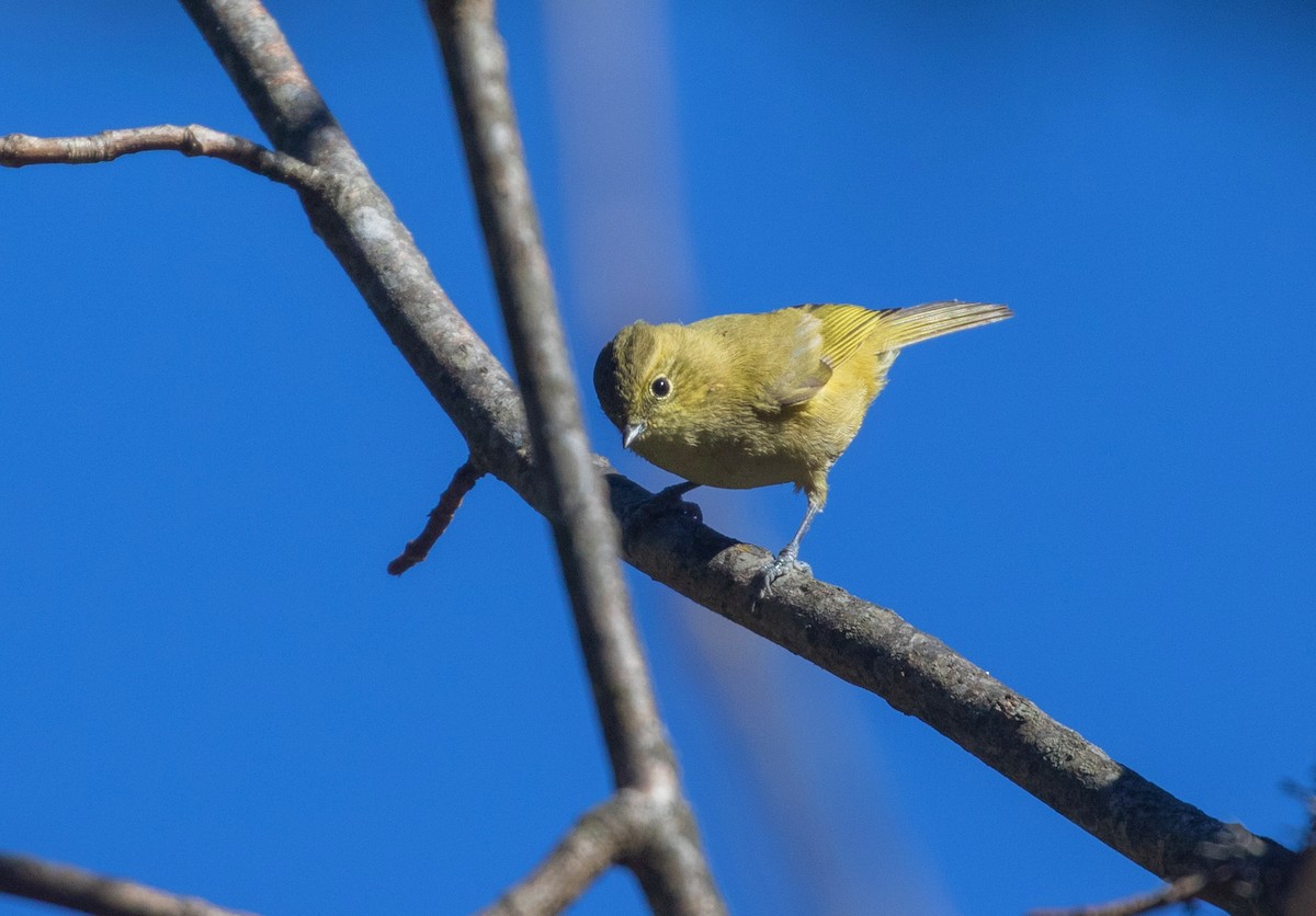 Yellow-browed Tit - ML521230091