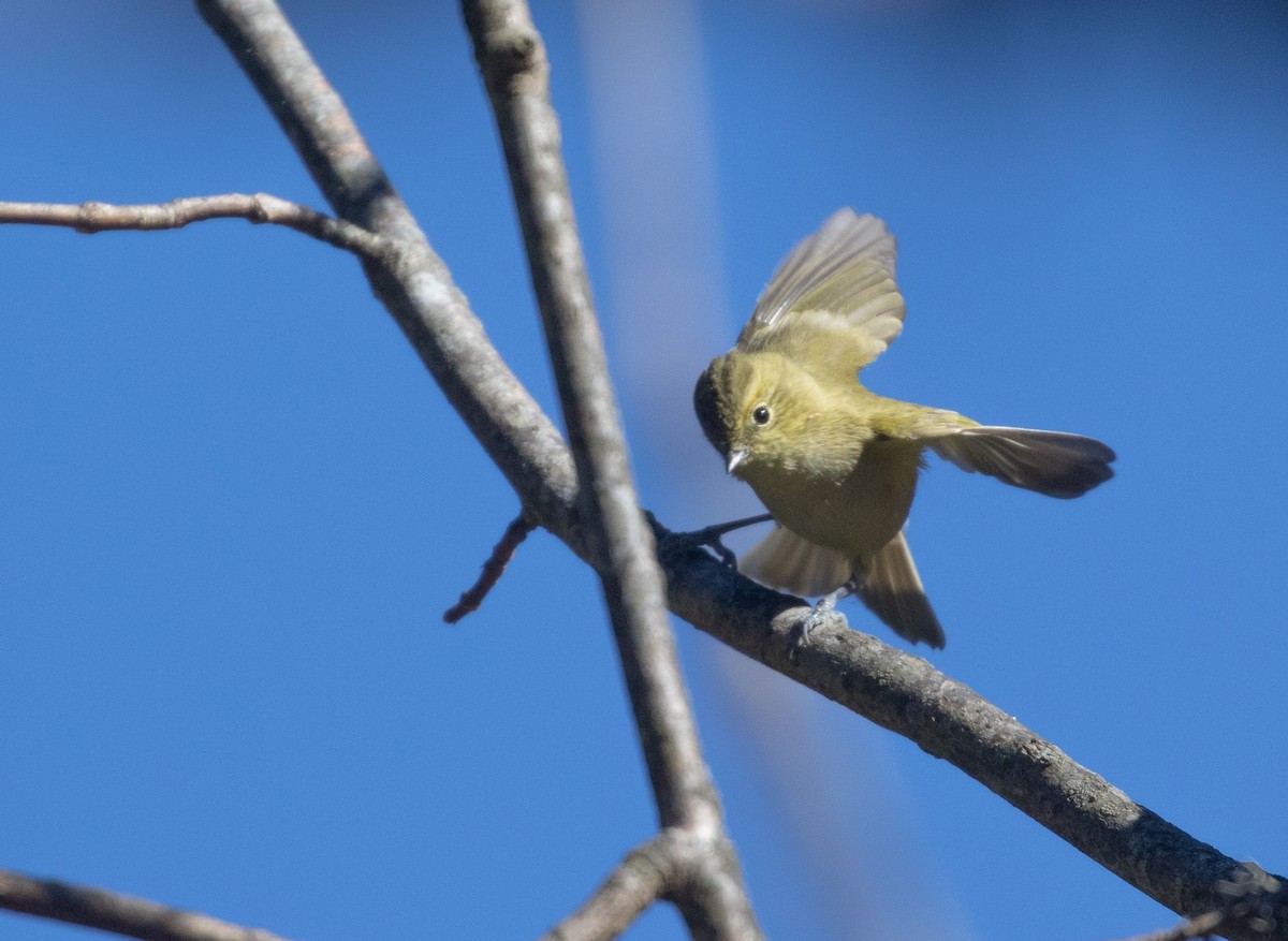 Yellow-browed Tit - ML521230141