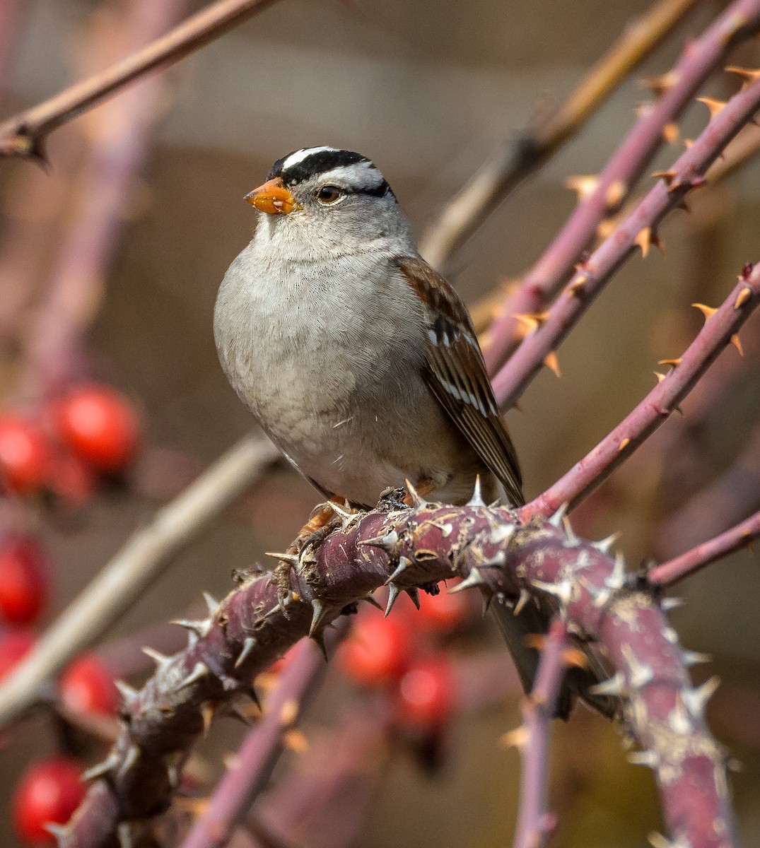 White-crowned Sparrow - Jim Shane