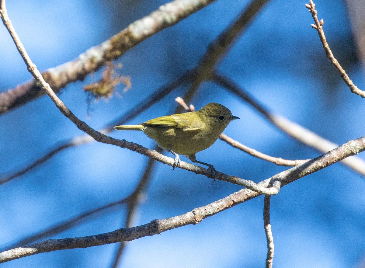 Yellow-browed Tit - ML521232581