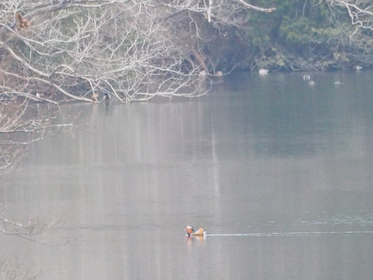 eBird Japan Checklist 7 Jan 2023 津市東青山四季のさと(TsuHigashiAoyama