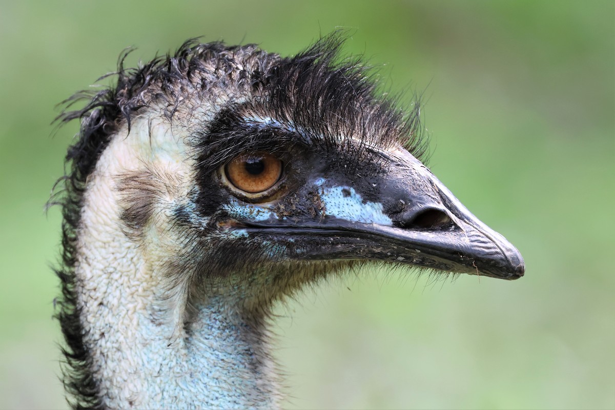 emu hnědý - ML521238951