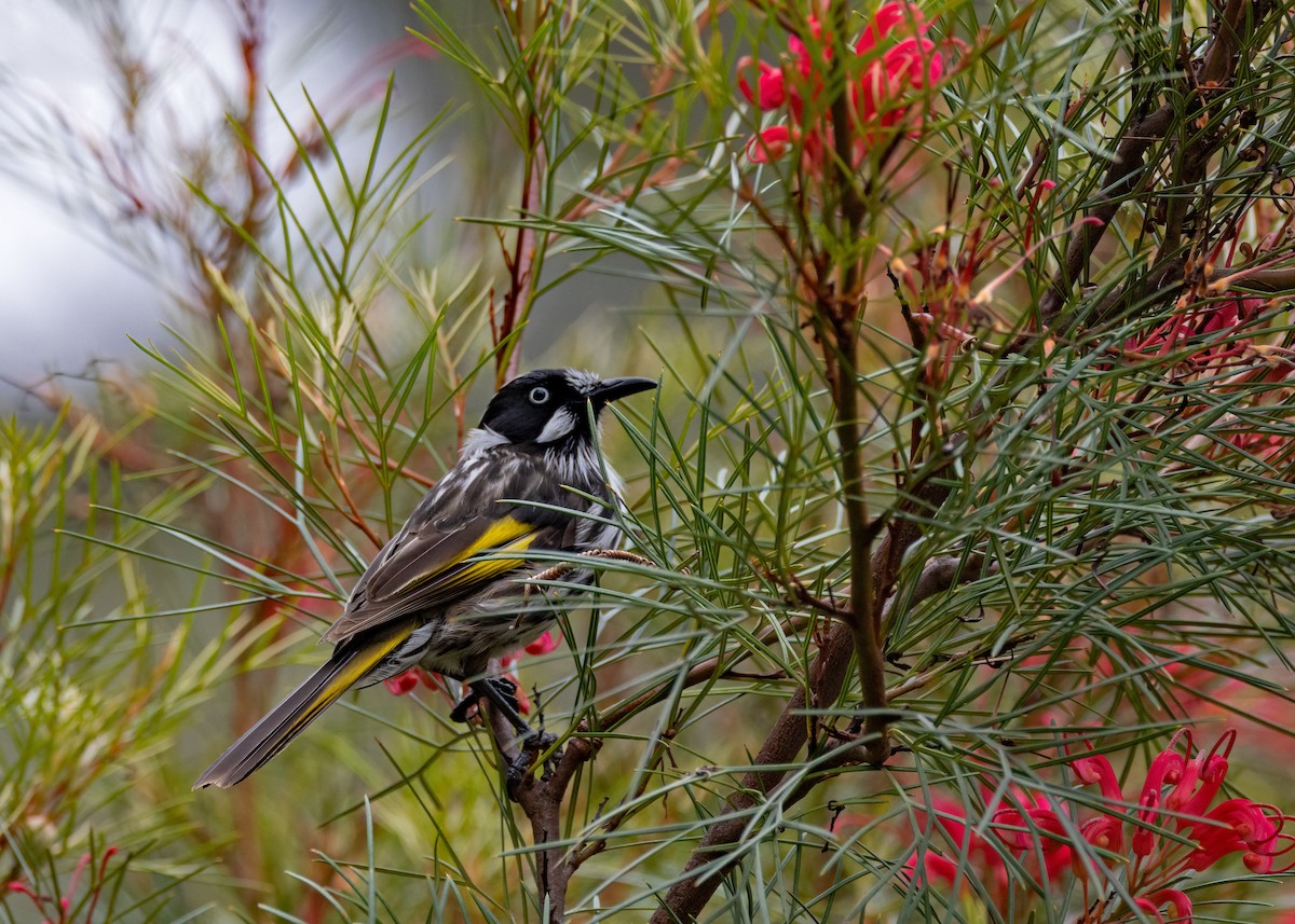 New Holland Honeyeater - ML521240241