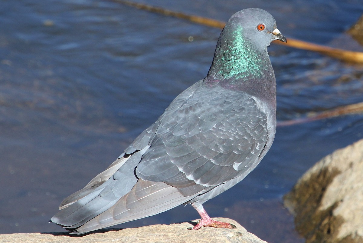 Rock Pigeon (Feral Pigeon) - ML52124141