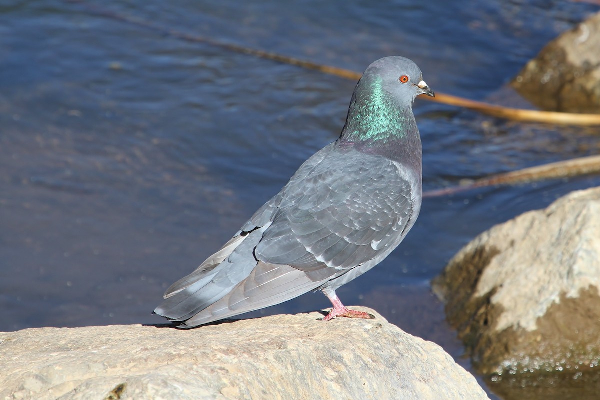 Rock Pigeon (Feral Pigeon) - ML52124191