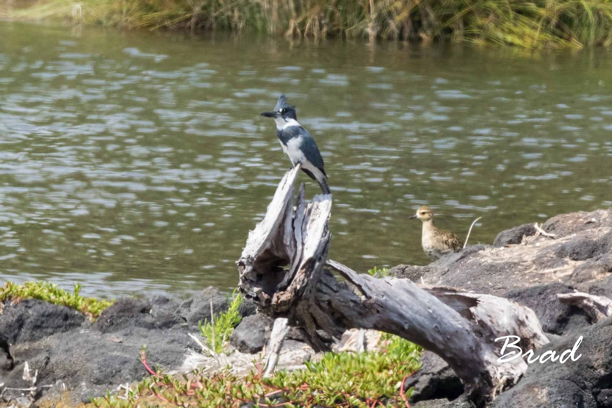 Belted Kingfisher - ML52124201