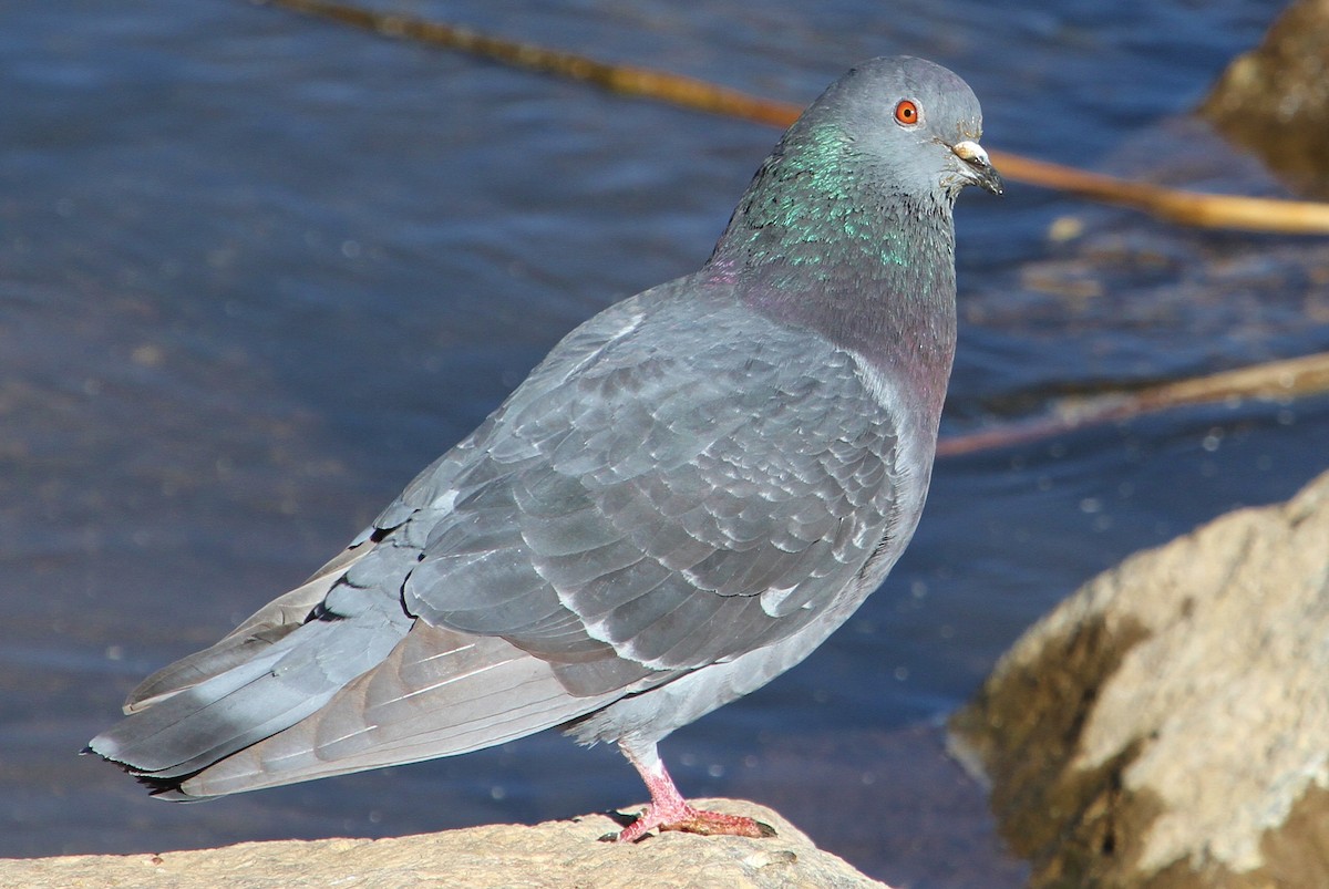 Rock Pigeon (Feral Pigeon) - ML52124251