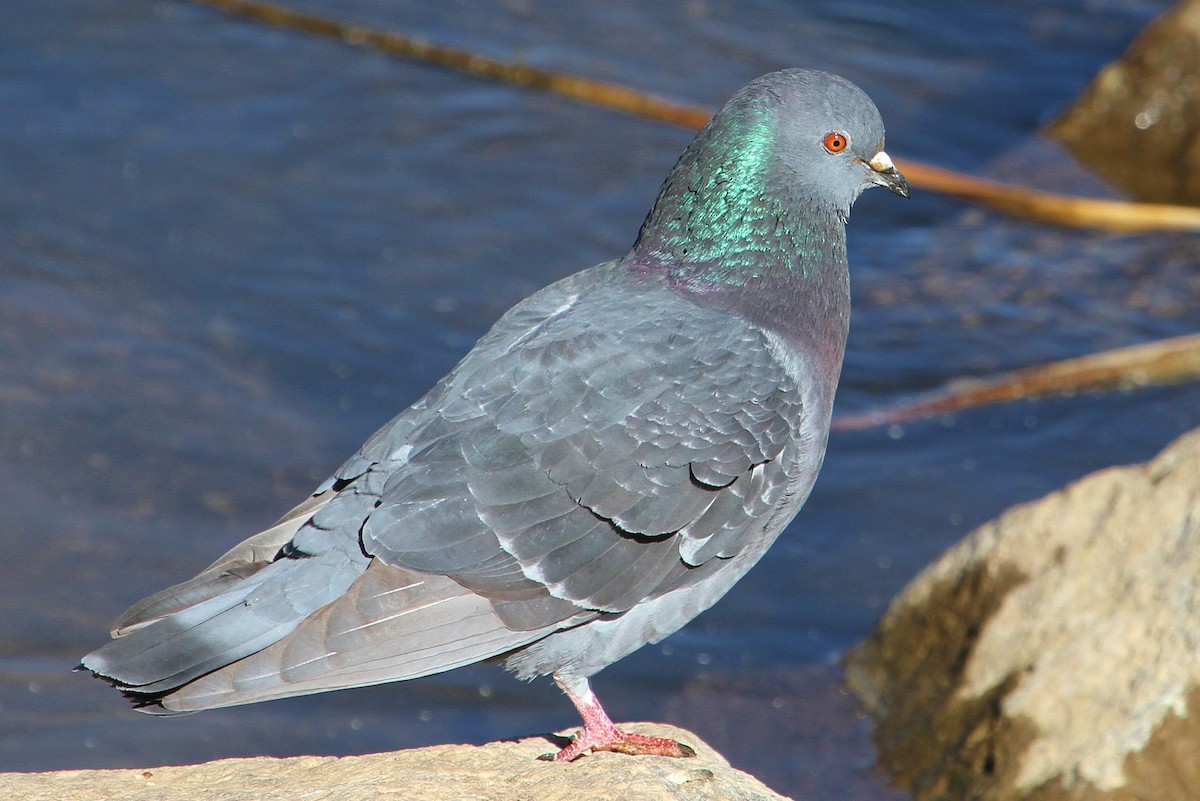 Rock Pigeon (Feral Pigeon) - ML52124281