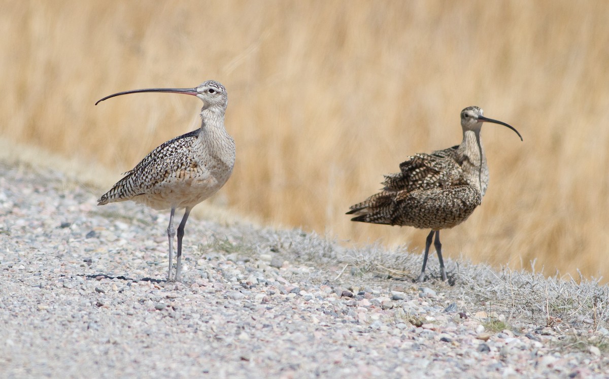 Long-billed Curlew - ML52124621