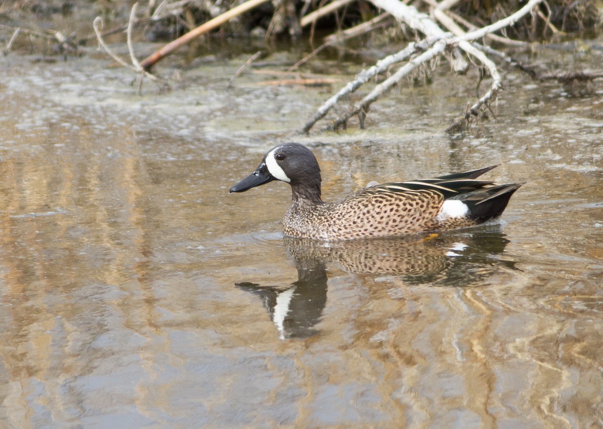Blue-winged Teal - ML52124731