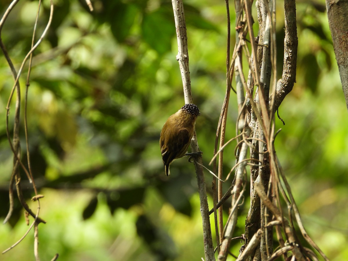 Olivaceous Piculet - ML521247891