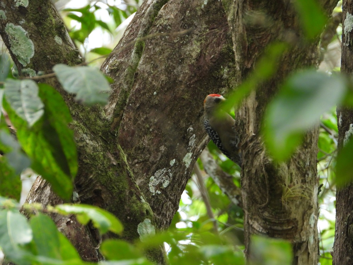 Red-crowned Woodpecker - ML521247931