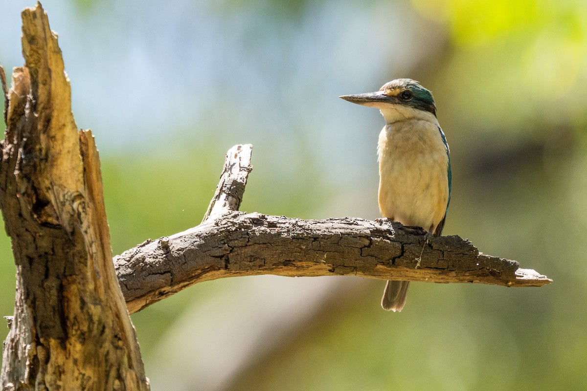 Sacred Kingfisher (Australasian) - ML521250201