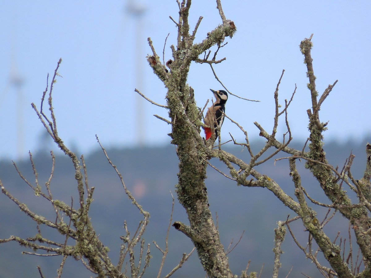 Great Spotted Woodpecker - ML521250881