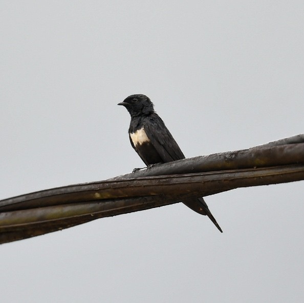 White-banded Swallow - ML521251301