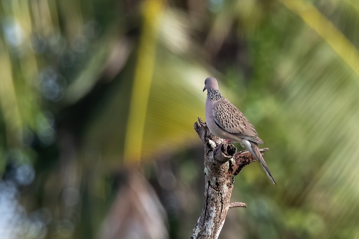 Spotted Dove - ML521252981