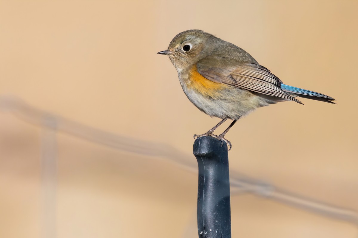 Red-flanked Bluetail - ML521254831