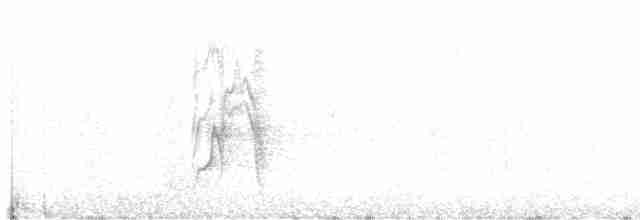 Белобрюхий воронец - ML521255701