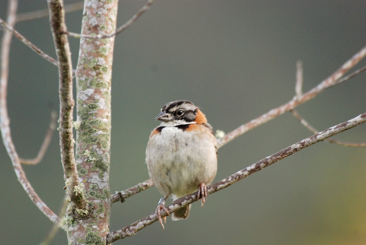 Rufous-collared Sparrow - ML52125931