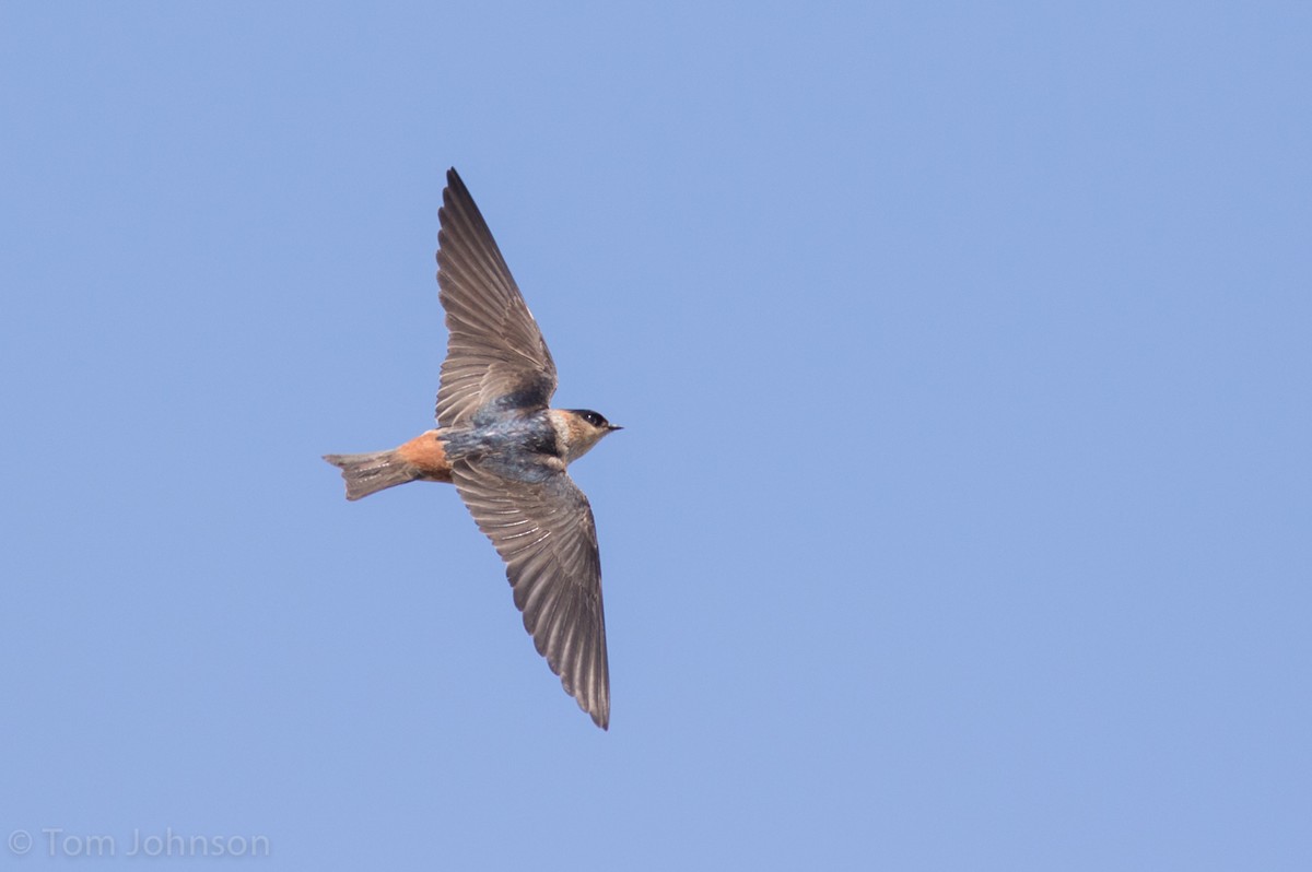 Cave Swallow - ML52126501
