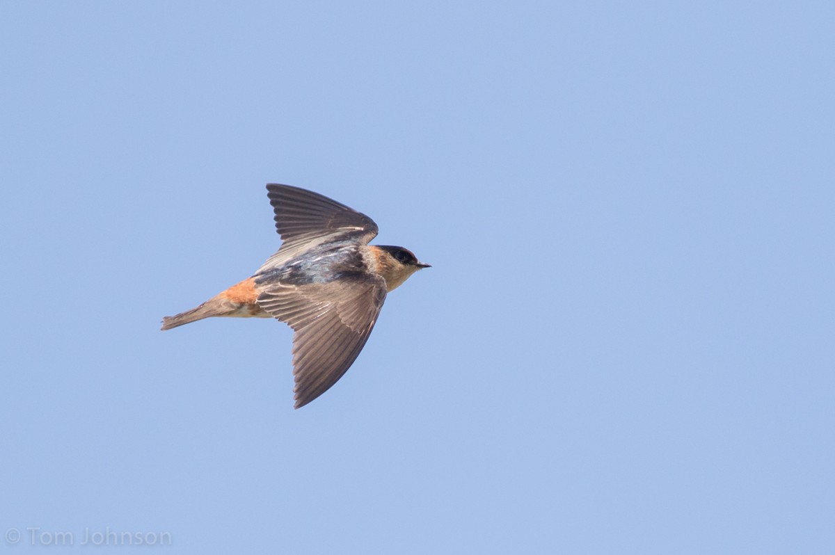 Cave Swallow - ML52126511