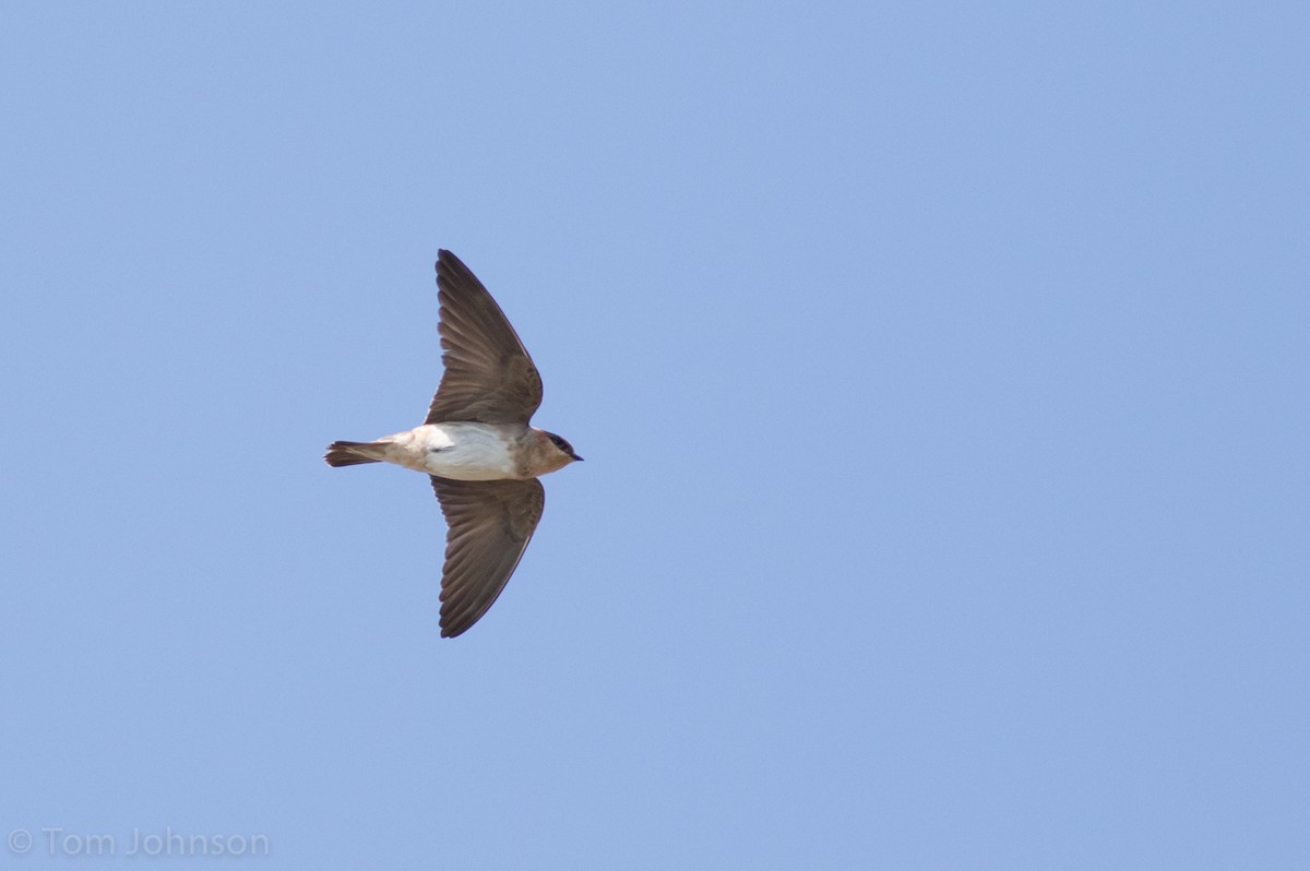 Cave Swallow - ML52126521