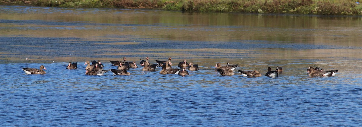 Greater White-fronted Goose - ML52126541