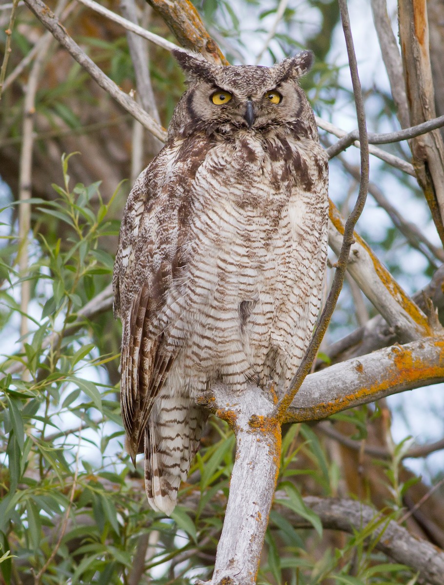 Great Horned Owl - ML52127221