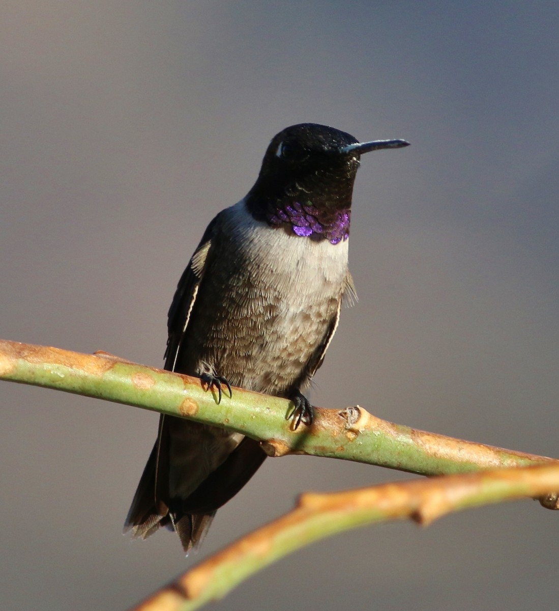 Black-chinned Hummingbird - ML52127481