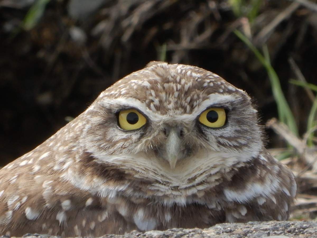 Burrowing Owl - ML521281781