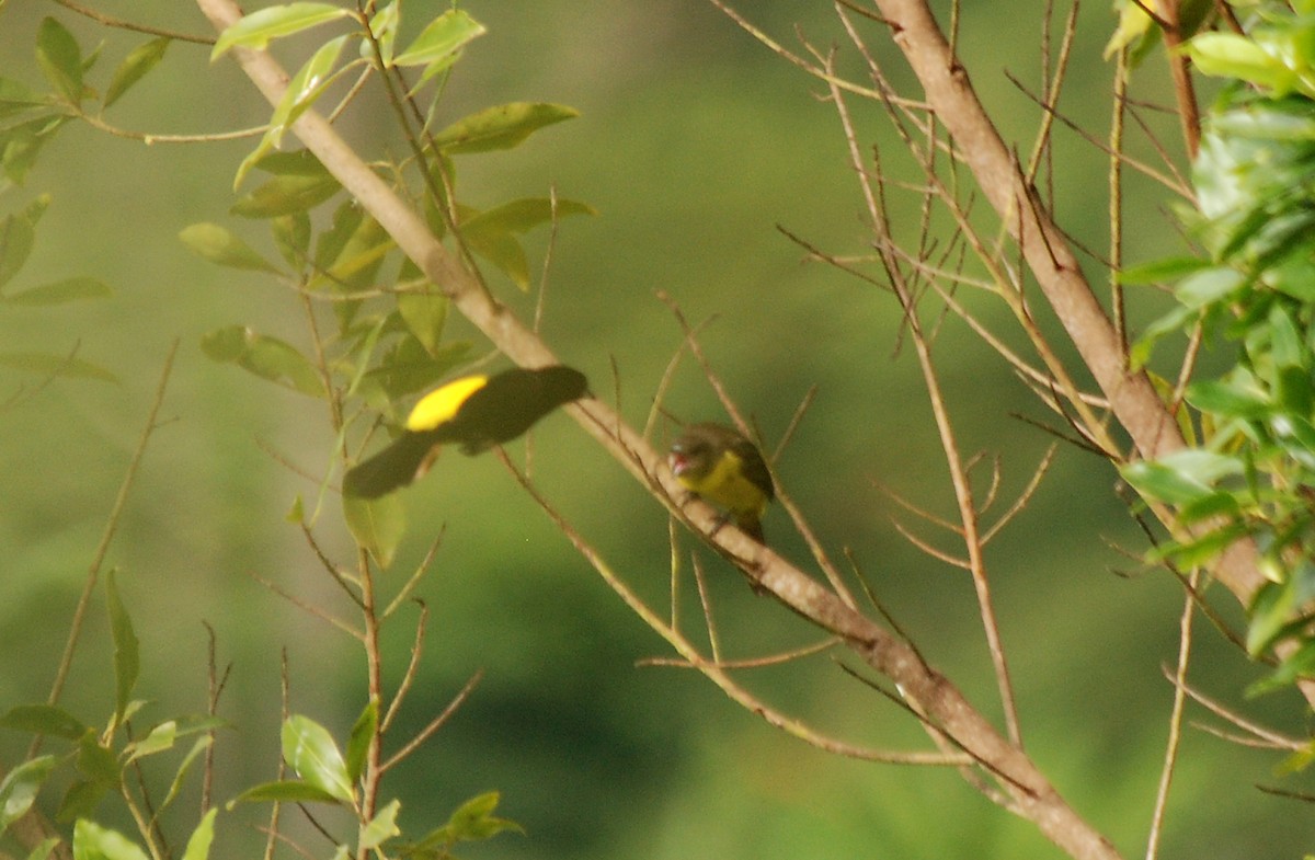 Flame-rumped Tanager (Lemon-rumped) - ML52129021