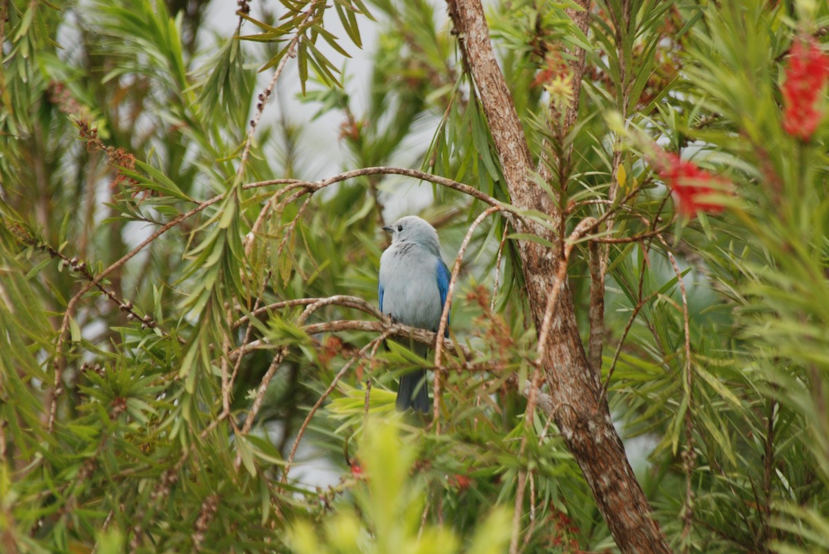Blue-gray Tanager (Blue-gray) - ML52129071