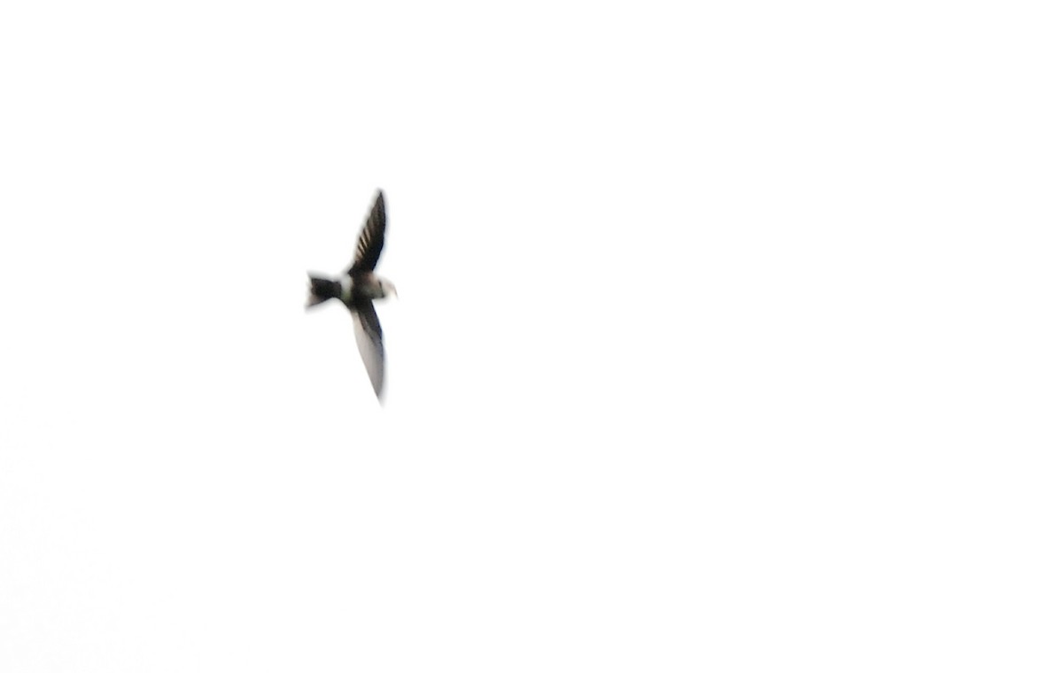White-tipped Swift - Ryan O'Donnell